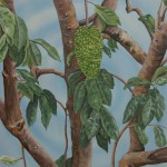 Guanabana Fruit & Tree trait